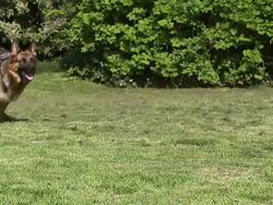 Domestic Dog, German Shepherd Dog, Female running on Grass, Slow motion. Stock Footage
