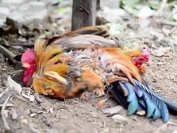Colorful Rooster Stock Footage