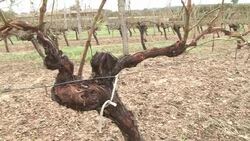 CLEAN : Bordeauxs vineyards weather the summer News Clip