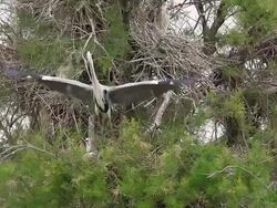 MS TS SLO MO Shot of Grey Heron, ardea cinerea, Adult in Flight, Taking off from Nest, Camargue in South of France / Saintes Maries de la Mer, Camargue, France Stock Footage