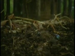 MS Dung beetle rolling dung ball, Bandhavgarh National Park, India Stock Footage