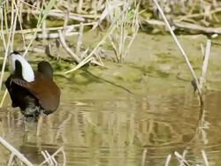 MS Shot of Moorhen (Gallinula chloropus) walking in mud / Maagan Michael, Carmel Coast, Israel Stock Footage