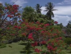 Tropical garden in Tahiti Stock Footage