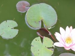 Lotus pink with small fish. Stock Footage