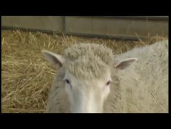 Sky News: Dolly the Cloned Sheep Footage News Clip