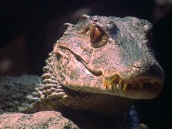 Crocodile,  Alligator. Stock Footage