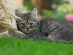 HD: Kitten Sleeping Next To A Dog Stock Footage