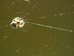 CU Spider in webb / Visby, Nar, Ljugarn, Gotland, Sweden  Stock Footage