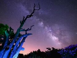 WS LA T/L View of tree behind milky way moving across night sky in Mountain Deogyusan / Muju, Jeollabuk-do, South Korea Stock Footage