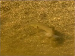 Fish feeding from gravel river bed, River Yeguas, Sierra Morena, Andalucia, Southern Spain Stock Footage
