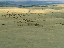 Low altitude orbiting aerial shot of a large herd of Bison moving over rolling grassland near Bozeman, MT Stock Footage