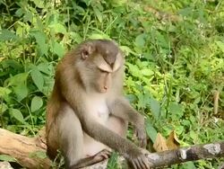 Toque macaque Stock Footage