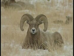 MS Big horned sheep sitting and chewing in snowy landscape Stock Footage