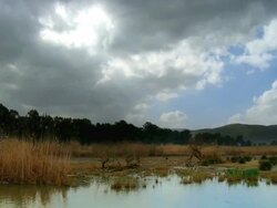 WS T/L Shot of sky moving over reed bed landscape in winter at Hula Nature reserve / Hula valley, Upper Galilee, Israel Stock Footage