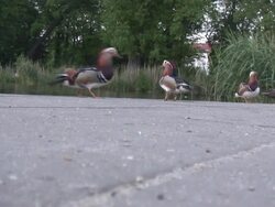 Pharaon duck 14  1080/60i Stock Footage