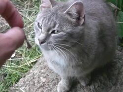 Feeding cats Stock Footage