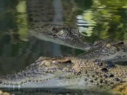 MS View of Static crocs in water / Northern Territory, Australia Stock Footage