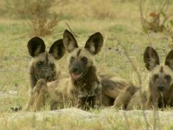 MS Pack of African wild dogs resting and interacting / Okavango Delta, North West District, Botswana Stock Footage