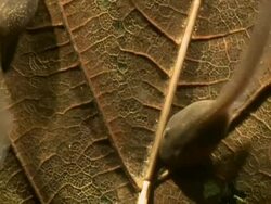 Common Frog (Rana temporaria) tadpoles. Stock Footage