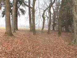 HD STEADYCAM: A walk in the forest Stock Footage