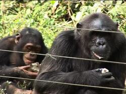 Preserving the rainforest Drill Monkey News Clip