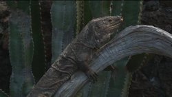Conservation project to save rare giant lizards Instructional Video