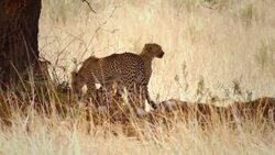 Cheetahs feeding on a springbok Stock Footage