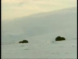 WA pair of male Musk Oxen, Ovibos moschatus, rutting, Arctic Circle Stock Footage