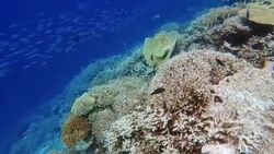 Large school of Damselfish on coral reef / Maldives Stock Footage