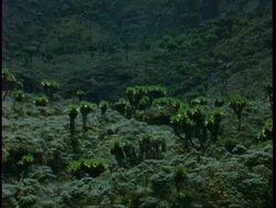 WA jungle mountainside covered in Tree Senecios, Dendrosenecio adnivalis, Uganda, Africa Stock Footage