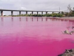 MS PAN Shot of bright red algal bloom near Westgate Bridge, Yarra Rive / Melbourne, Victoria, Australia Stock Footage