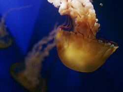 Stunning orange jelly fish swims in front of camera in deep blue water. Stock Footage