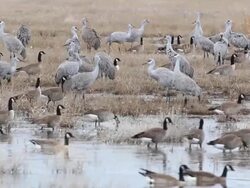HD video Sandhill Cranes and geese in Colorado wetlands Stock Footage