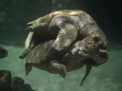 Turtles are mating Stock Footage