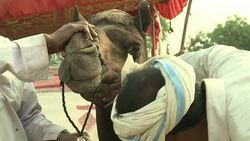 VOICED : La dificultad de vivir de los camellos News Clip