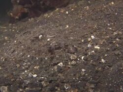 Flounder, camouflaged, macro and push and zoom, Flounder, swims away, medium close up, Indonesia  Stock Footage