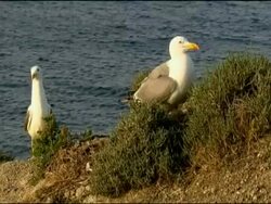 Pair of Herring Gulls (Larus argentatus) on rocky cliff, sea in background, Andalucia, Spain Stock Footage