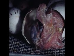 RR7641C BIRDS THE BATTLE AGAINST MAN News Clip