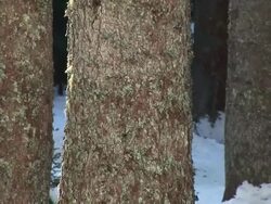HD: Spruce trees in winter Stock Footage