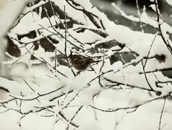 Winter background Stock Footage