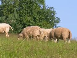 MS Herd of sheep grazing at meadow / Saarburg, Rhineland Palatinate, Germany Stock Footage
