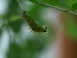 Soft Furry Caterpillar Hangs Upside Down Feasting On Leaf Stock Footage