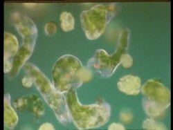 CU microscopic view of Euglena in it's amoeboid stage of development, with eye and chlorophyll  visible Stock Footage