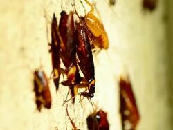 cockroach Stock Footage