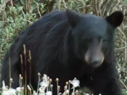 HD: Canadian Black Bear Stock Footage