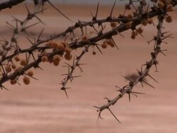 Gemsbok in the Namibian Desert Stock Footage