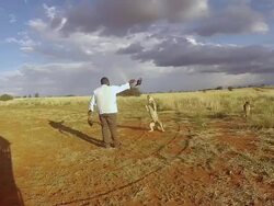 MS Man throwing meat to captive cheetahs / Windhoek, Namibia Stock Footage