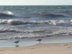 Gulls and Waves Stock Footage