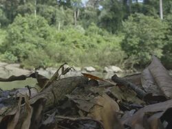 Dead leaf Mantis on leaf litter grooming Stock Footage