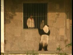 WA panda peering through bars of cage at man, trying to climb up for better view Stock Footage